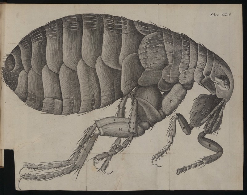 Engraved side view of a flea with a segmented body, long jointed legs, bristles and lettered details.